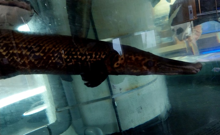 idenoyamapark-freshwaterfish-aquarium13-min