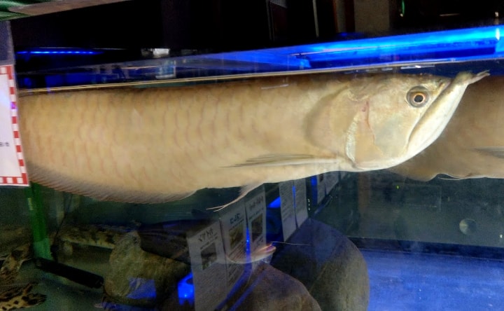 idenoyamapark-freshwaterfish-aquarium14-min