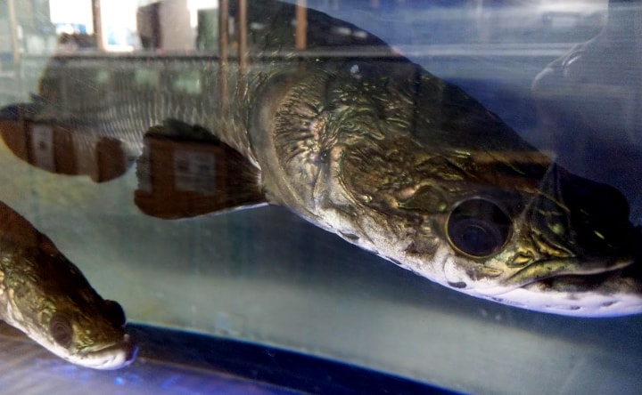 idenoyamapark-freshwaterfish-aquarium15-min