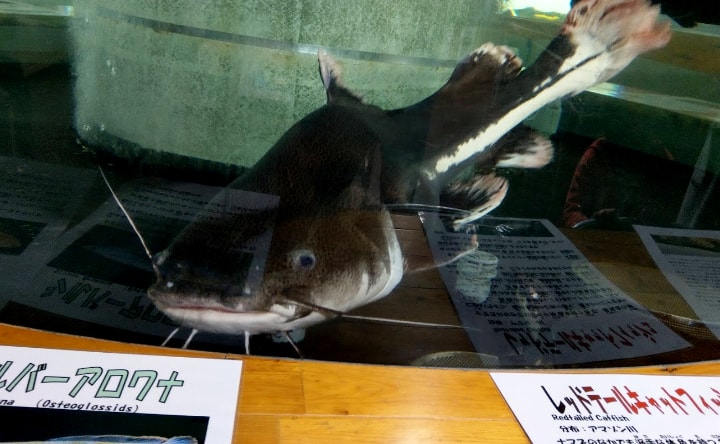 idenoyamapark-freshwaterfish-aquarium3-min