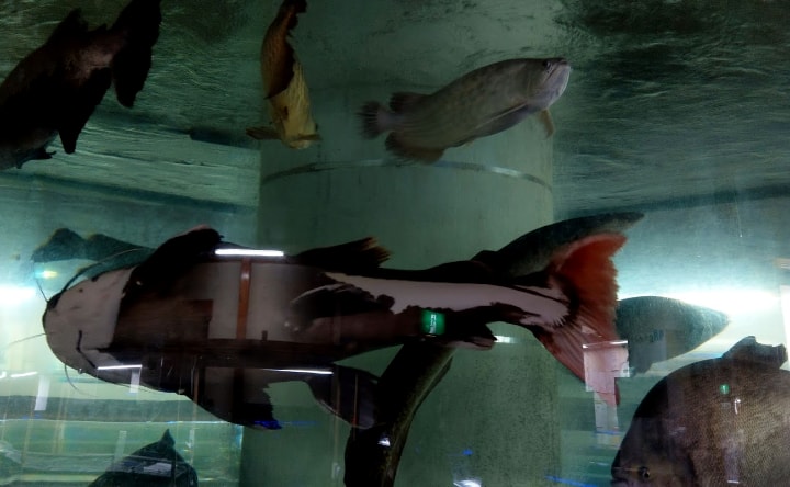 idenoyamapark-freshwaterfish-aquarium4-min