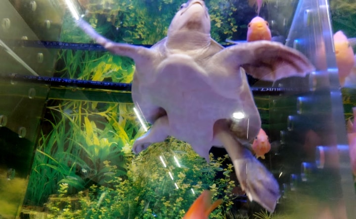 idenoyamapark-freshwaterfish-aquarium6-min
