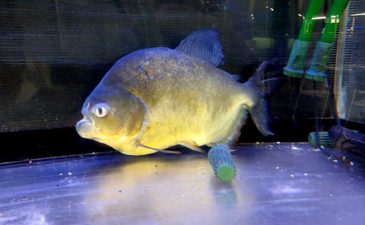 idenoyamapark-freshwaterfish-aquarium7-min