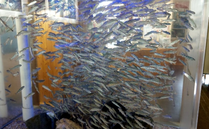 idenoyamapark-freshwaterfish-aquarium8-min