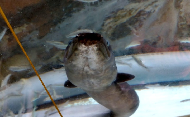 idenoyamapark-freshwaterfish-aquarium12-min