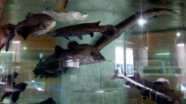 idenoyamapark-freshwaterfish-aquarium2-min