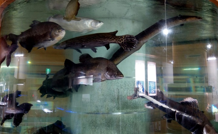 idenoyamapark-freshwaterfish-aquarium2-min