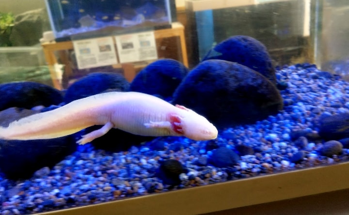 idenoyamapark-freshwaterfish-aquarium9-min