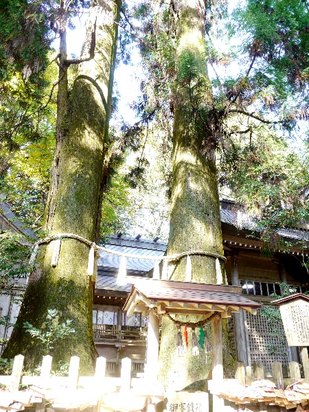 高千穂神社の夫婦杉